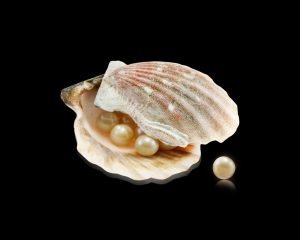 oyster, pearl, sea shells